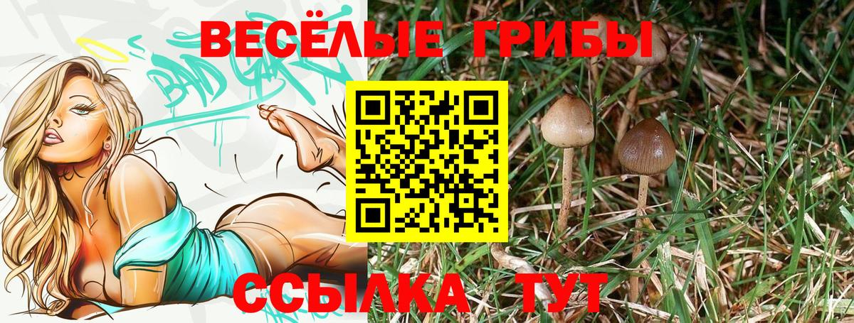 Галлюциногенные грибы Psilocybe Кинель
