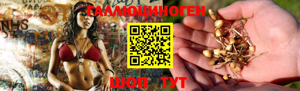 Псилоцибиновые грибы Psilocybine cubensis  Вход с VPN  Псилоцибиновые грибы Psilocybine cubensis  Кинель 